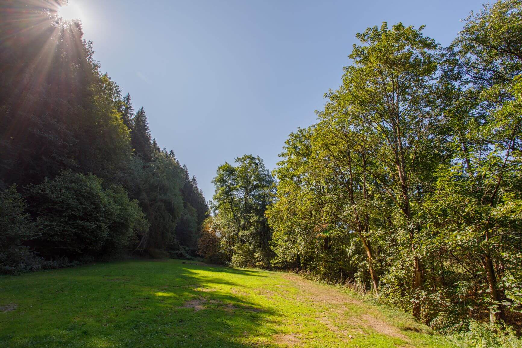 Back2Basic-Wiese am Tag