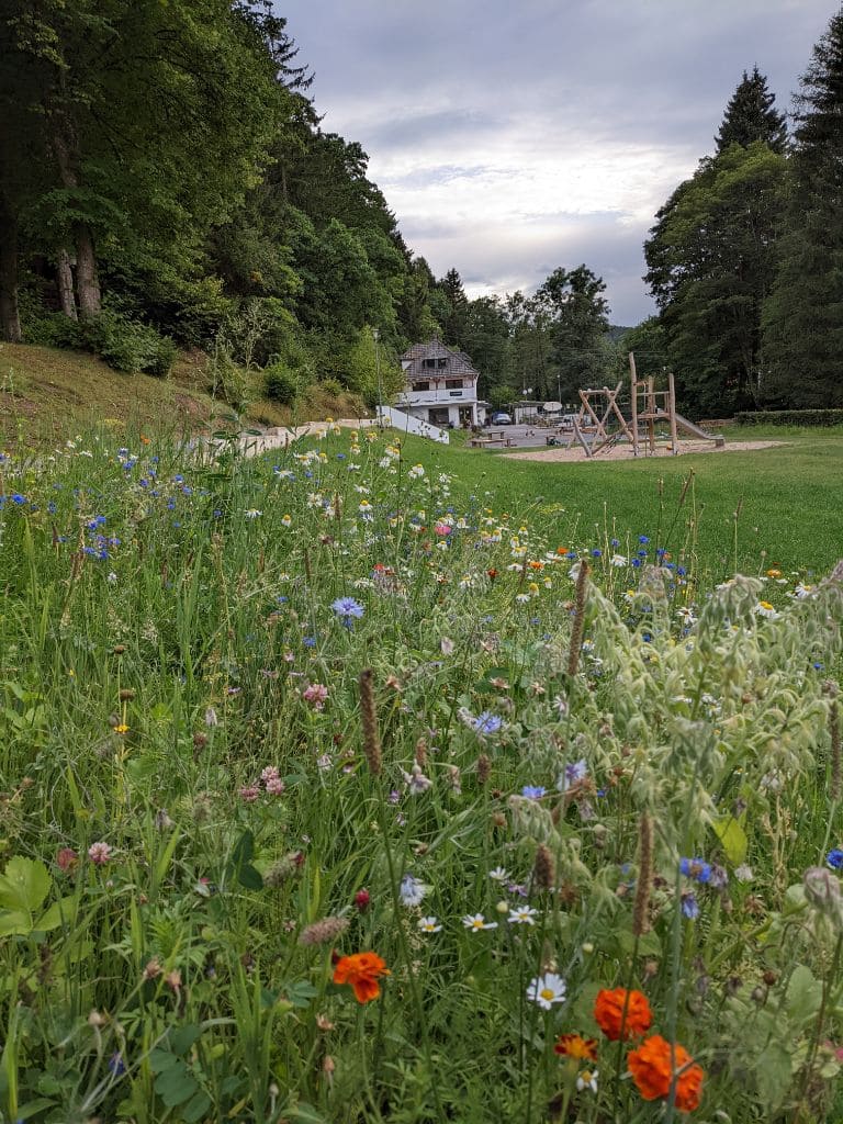 Blumenwiese am Spielplatz