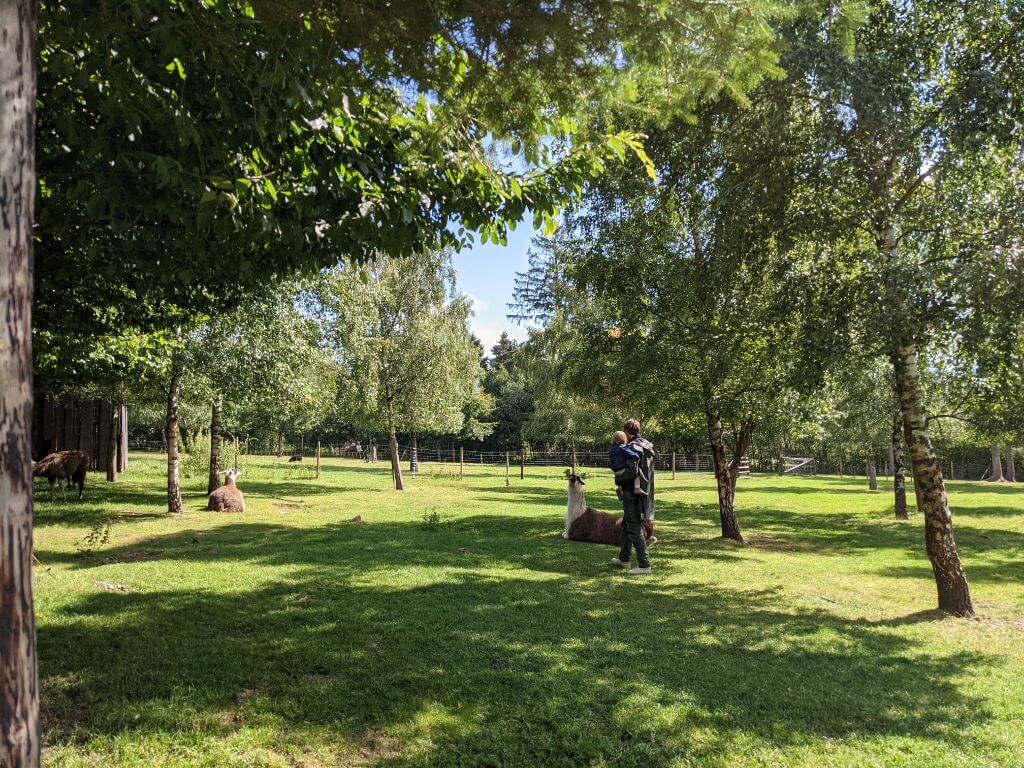 Alpakas auf der Weide