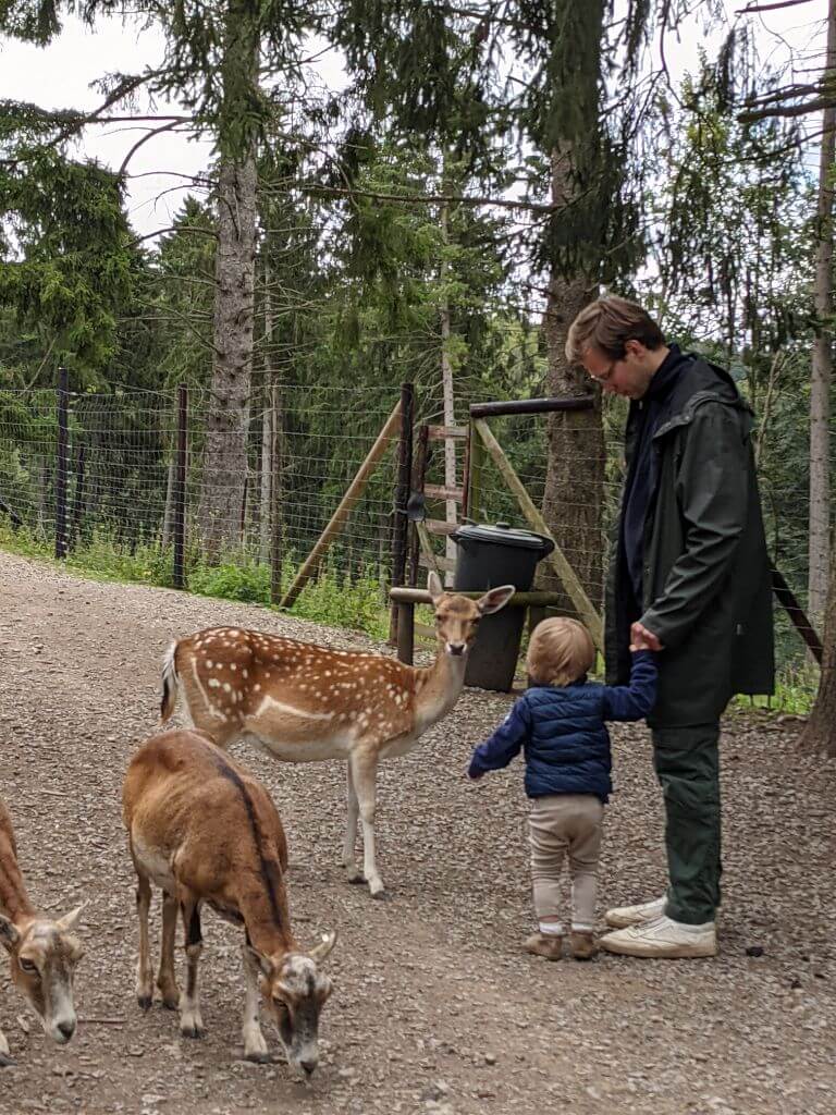 Familie beim Damwild
