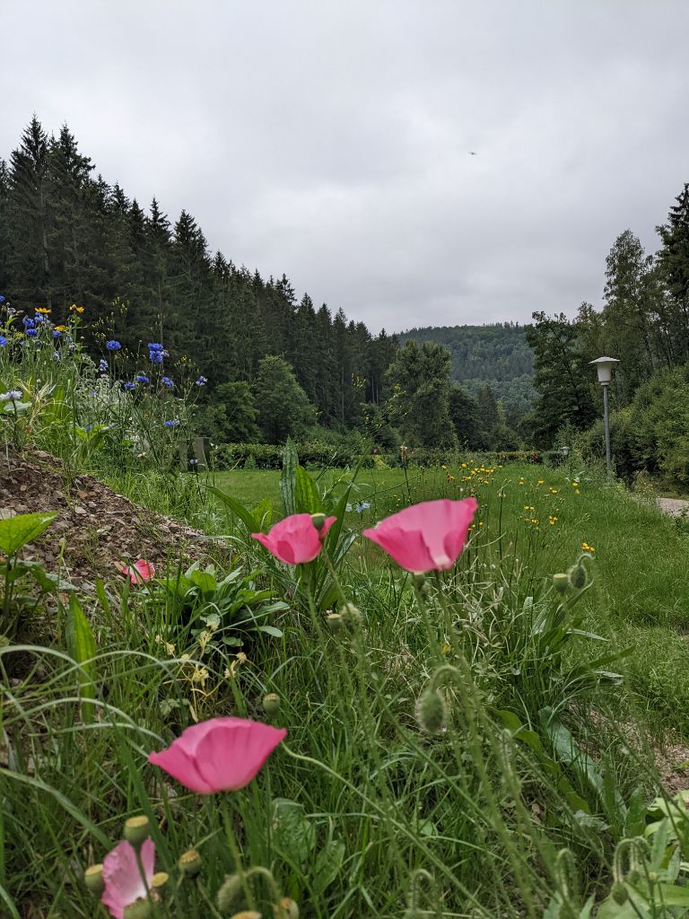 Blumenwiese auf der Waldlichtung
